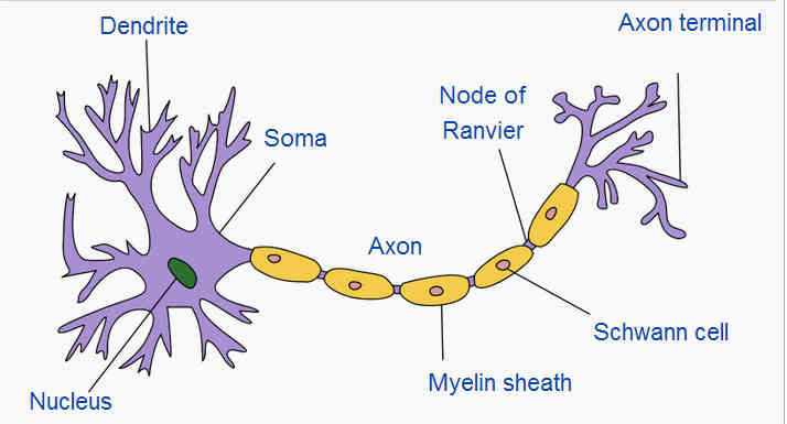 neuron2
